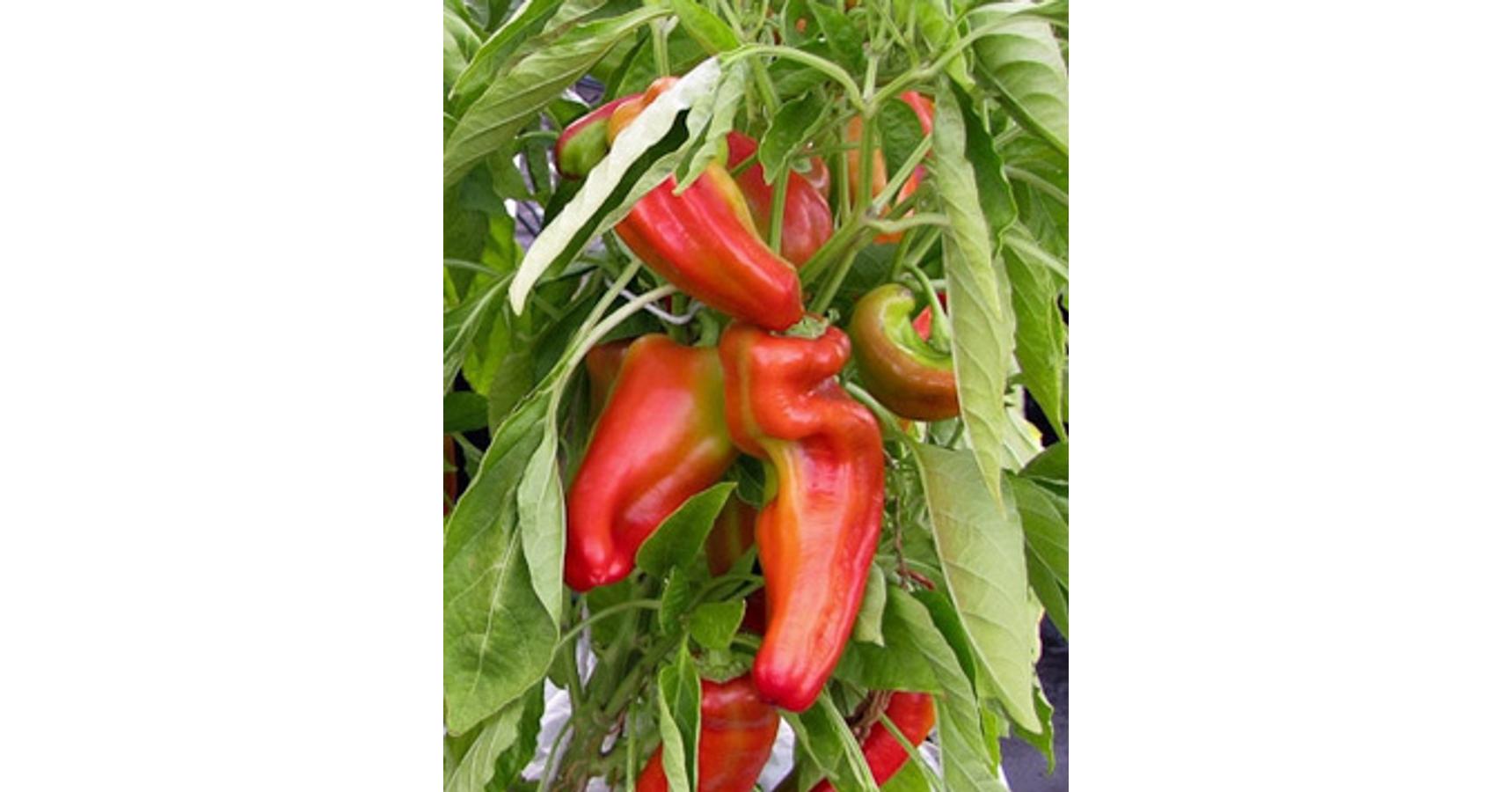 Capsicum 'Giant Aconcauga' Óriás édes paprika